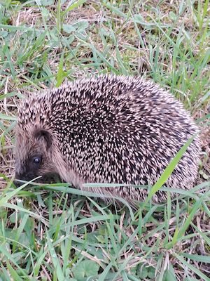 Igel in der Nähe