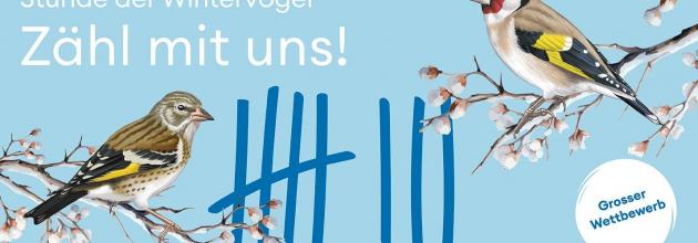 Webbanner Stunde der Wintervögel