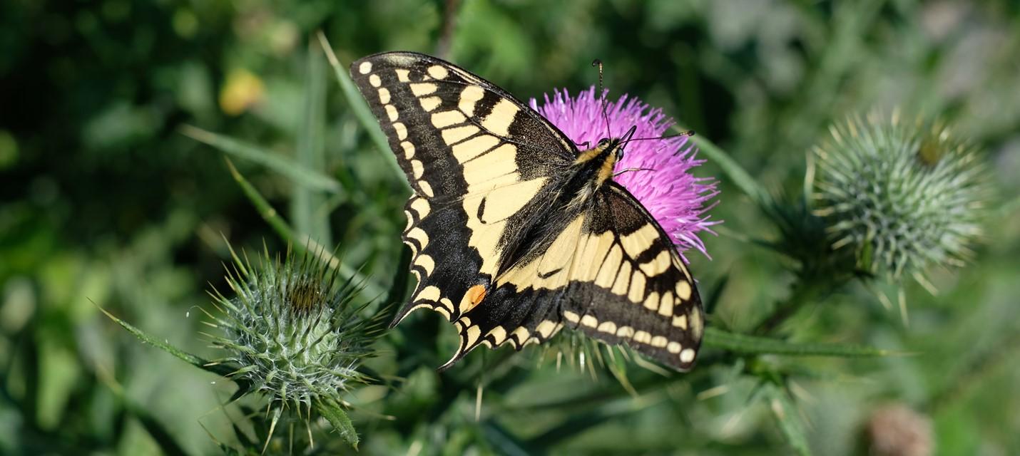 Gelb-schwarzer Schmetterling (Schwalbenschwanz) auf violetter Blume